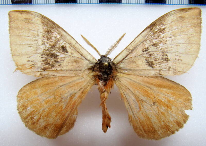 dirphia_sp_gf_m-standard.jpg