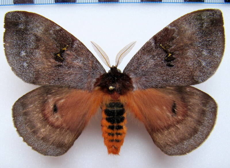 dirphia_sp_gf_m01-standard.jpg