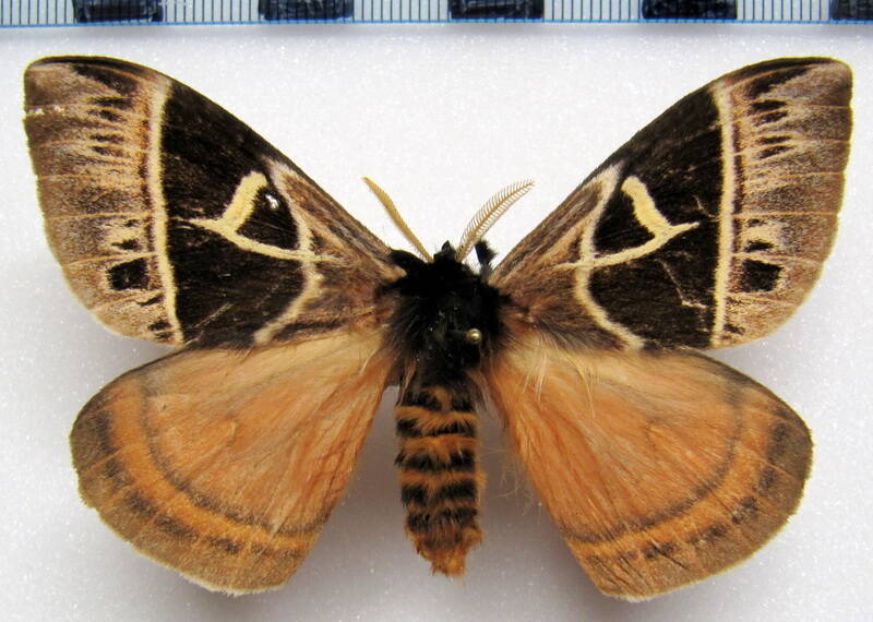 dirphia_subhorca_eq_m-standard.jpg