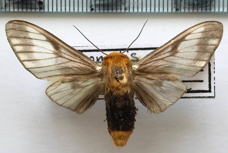 disconeura_inexpectata_f_bol-standard.jpg