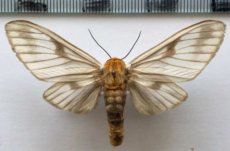 disconeura_inexpectata_f_col-standard.jpg