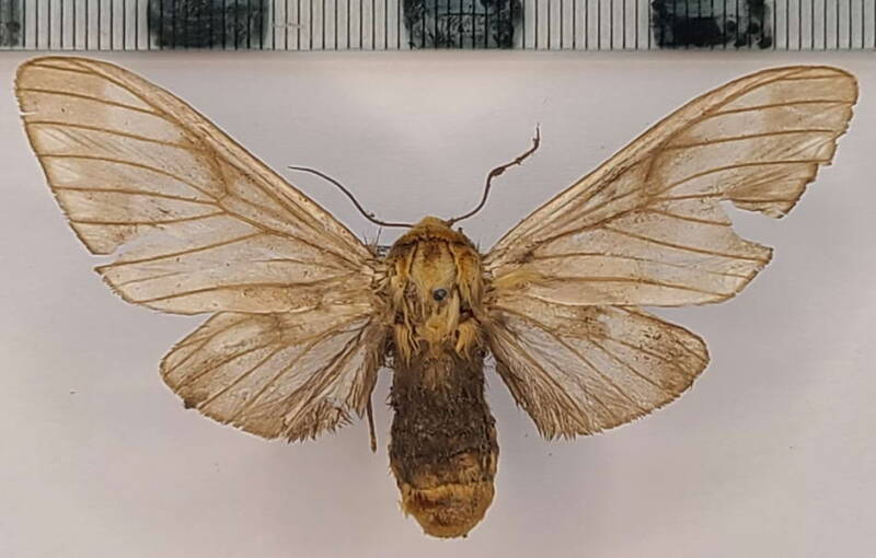 disconeura_inexpectata_f_per-standard.jpg