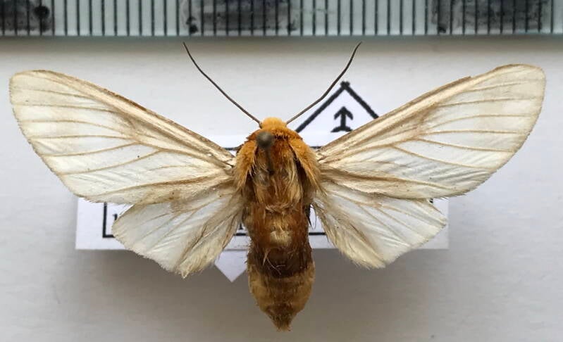 disconeura_inexpectata_m_col-standard.jpg