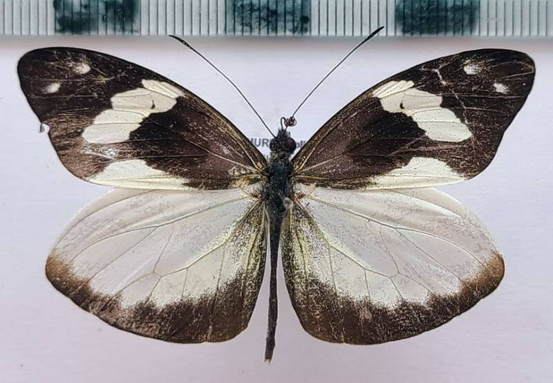 dismorphia_crisia_feodora_m_vnz-standard.jpg