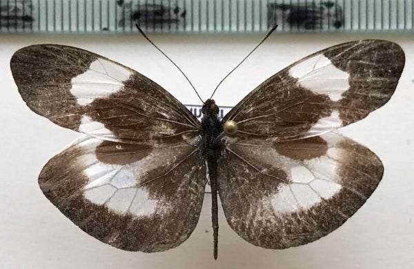 Dismorphia lysis  mâle A1-  Equateur