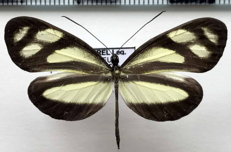 dismorphia_pinthaeus_ela_eq-standard.jpg