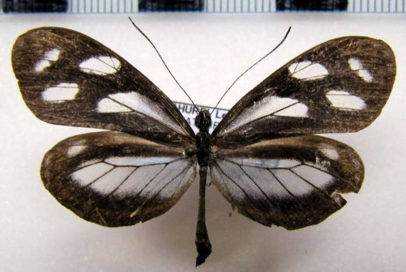 dismorphia_theucarilla_vitrea_f_eq-standard.jpg