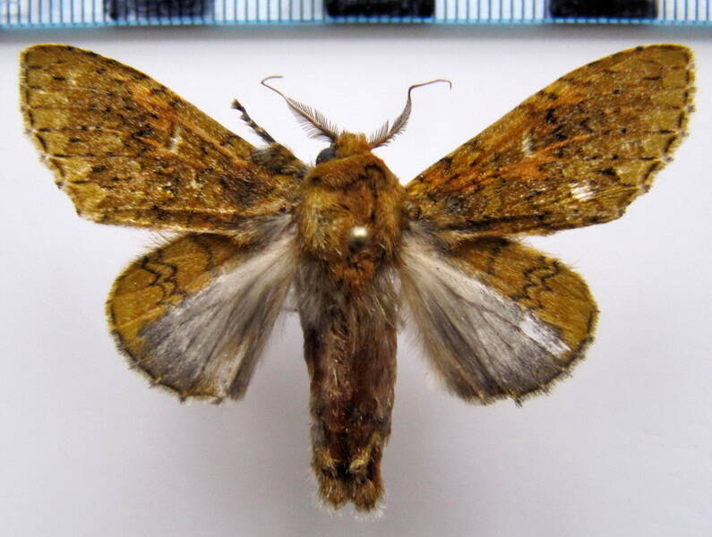 disphragisella_sp_eq-standard.jpg