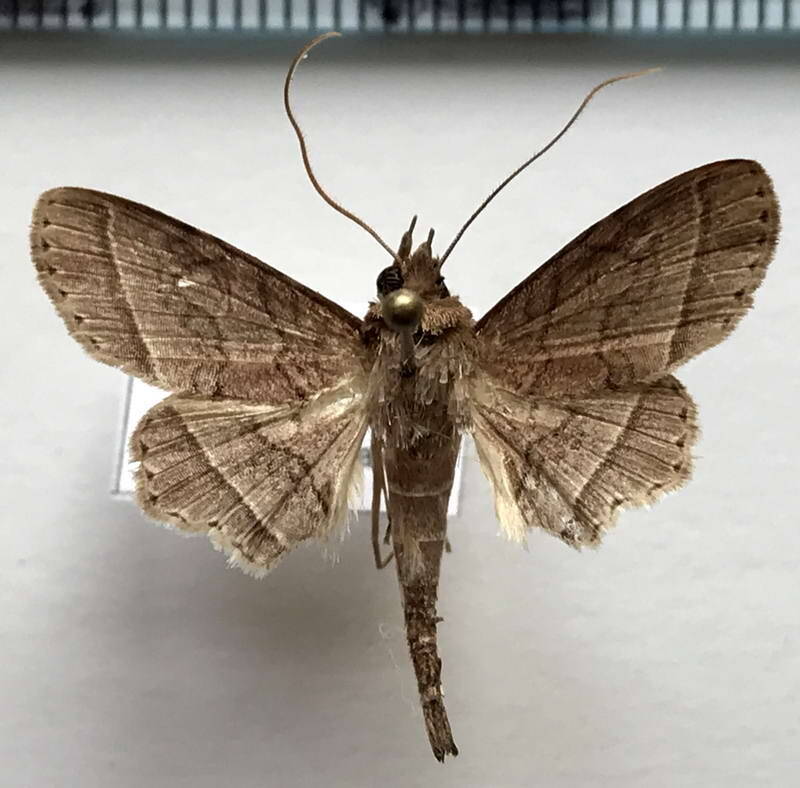 dolichosomastis_ceres_m_gf-standard.jpg