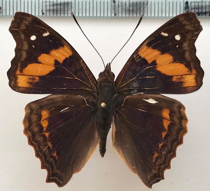 doxocopa_elis_m03_eq-standard.jpg