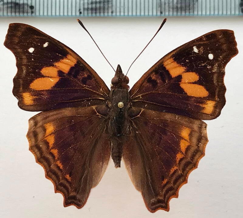 doxocopa_elis_m_per-standard.jpg
