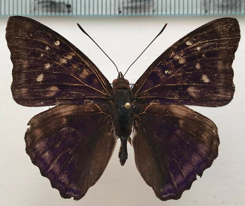 doxocopa_zunilda_felderi_m_eq-standard.jpg