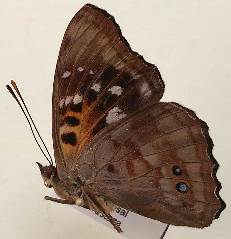 doxocopa_zunilda_felderi_m_eq_v-standard.jpg
