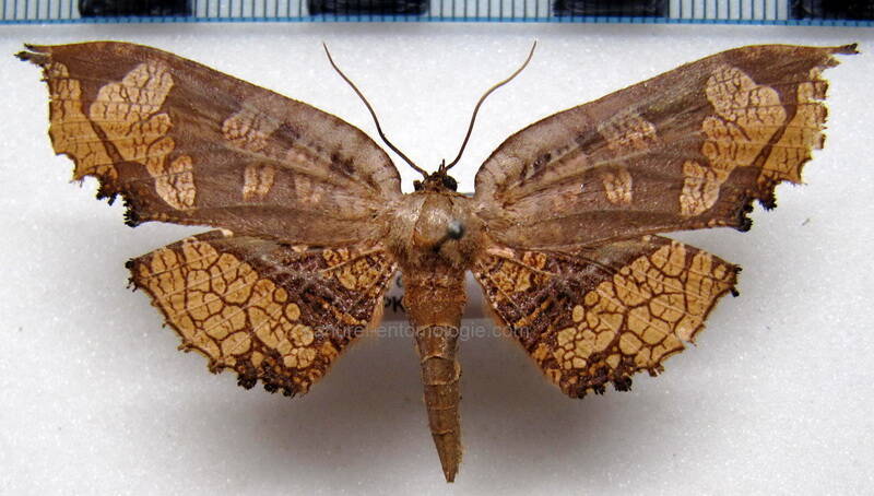 draconia_denticulata_gf-standard.jpg