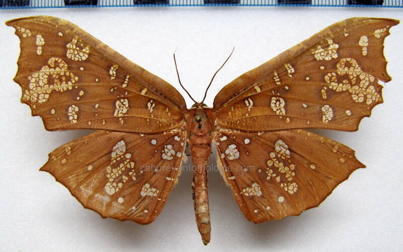 draconia_nr_peripheta_gf-standard.jpg
