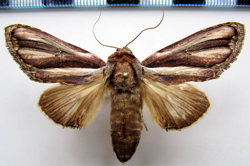 draudtargia_picta_f_gf-standard.jpg