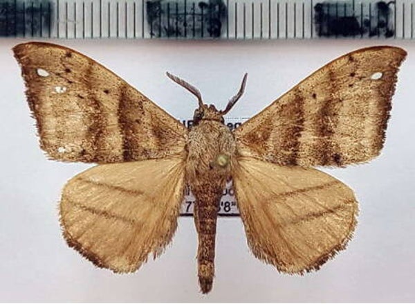 Drepatelodes sp 191 mâle Equateur