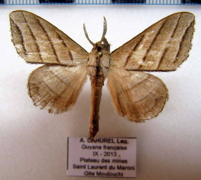 Drepatelodes_quadrilineaata_m_Guyane fr