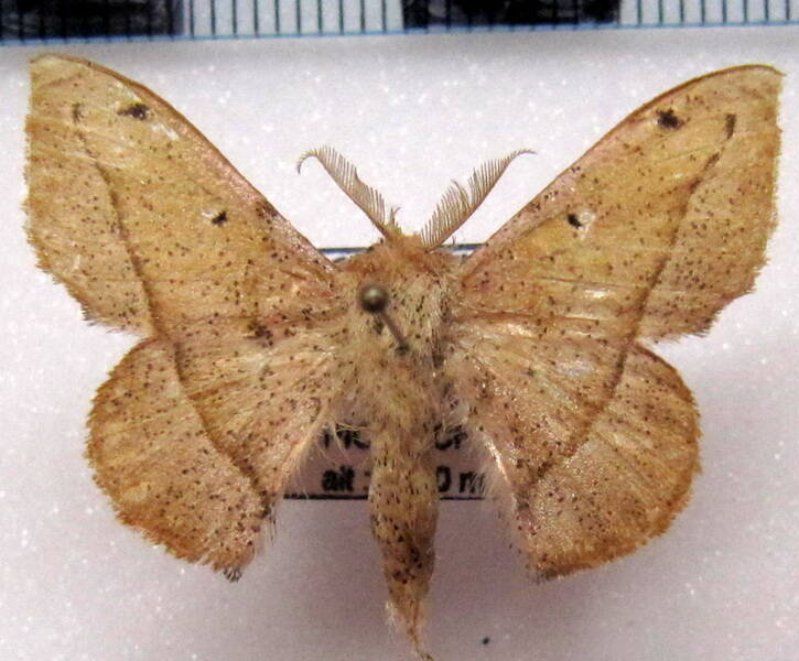 Druentica-sp01_Equateur