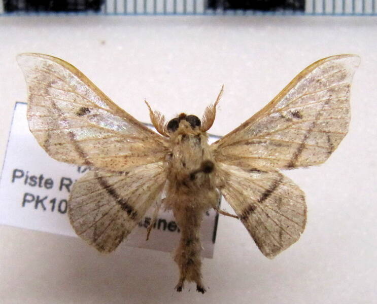 Druentica_sp04_Guyane fr