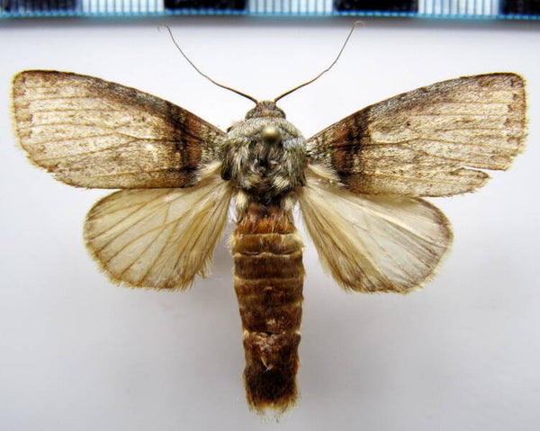 Drugera arida mâle Guyane française