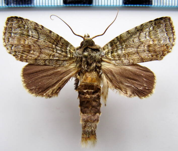 drugera_innoxia_gf-standard.jpg