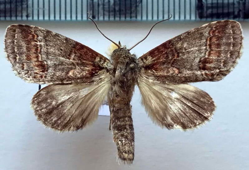 drugera_sp486_m_gf-standard.jpg