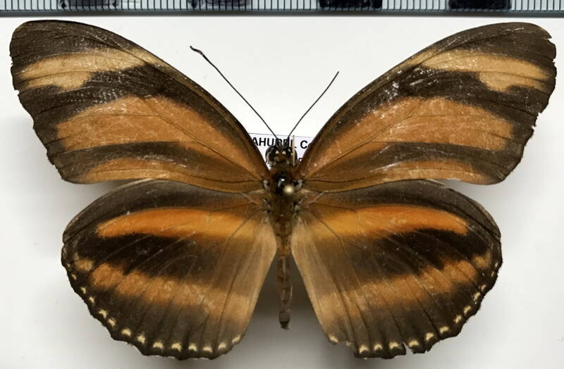 dryadula_phaetusa_f_eq-standard.jpg