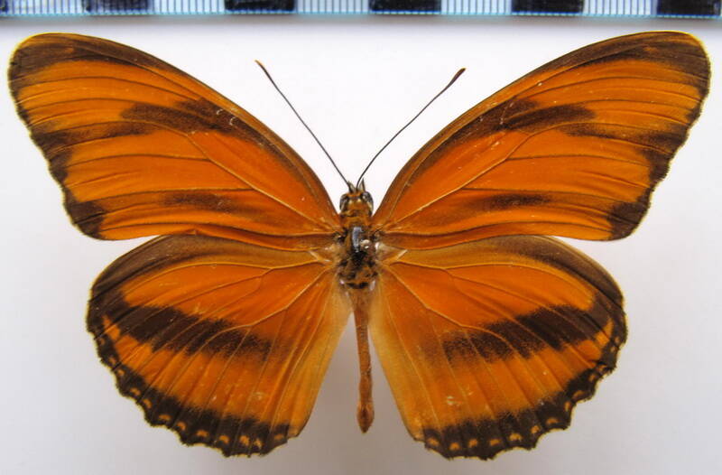 dryadula_phaetusa_m_bresil-standard.jpg