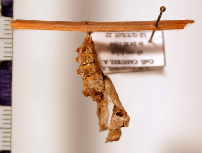 dryas_iulia_chrysalide-standard.jpg