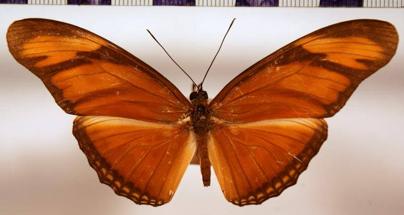 dryas_iulia_femelle_mex-standard.jpg