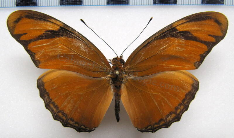dryas_iulia_fucatus_repdom-standard.jpg
