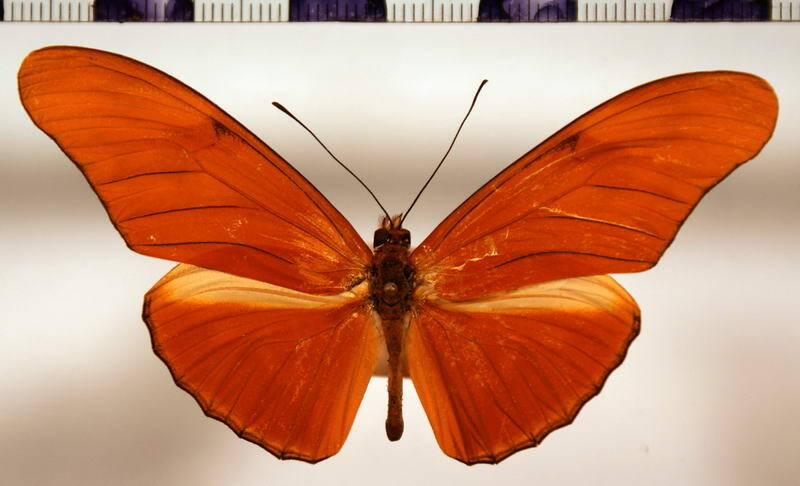 dryas_iulia_male_mex-standard.jpg