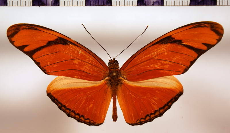 dryas_iulia_male_panama-standard.jpg