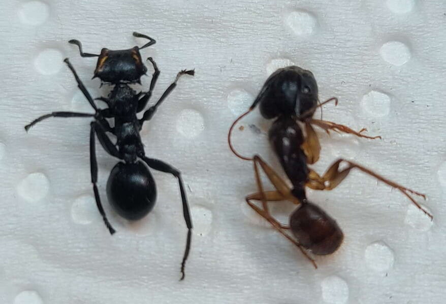 Lot 2 fourmis sp  Guyane française
