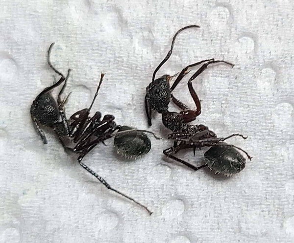 Duo fourmis sp  Equateur