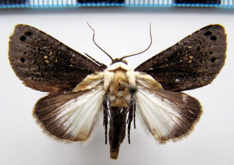 dyasia_sp01_gf-standard.jpg