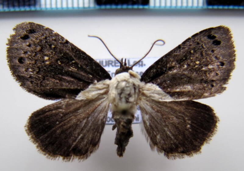 dyasia_sp02_gf-standard.jpg