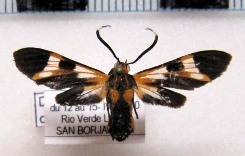 dycladia_lucetius_bol-standard.jpg