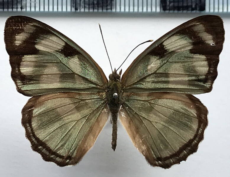 dynamine_aerata_aerata_m_perou-standard.jpg