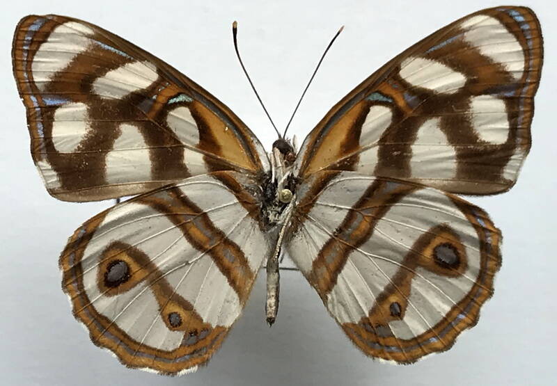 dynamine_aerata_aerata_m_perou_v-standard.jpg
