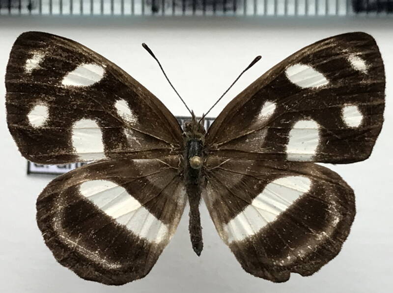 dynamine_artemisia_artemisia_f_eq-standard.jpg