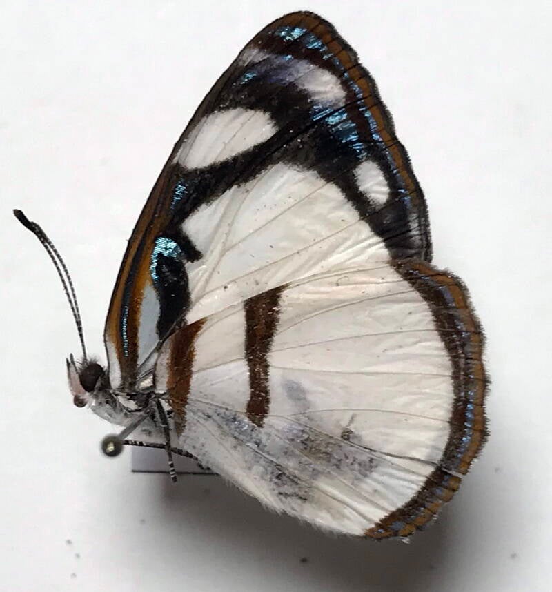 dynamine_athemon_barreiroi_m_per_v-standard.jpg