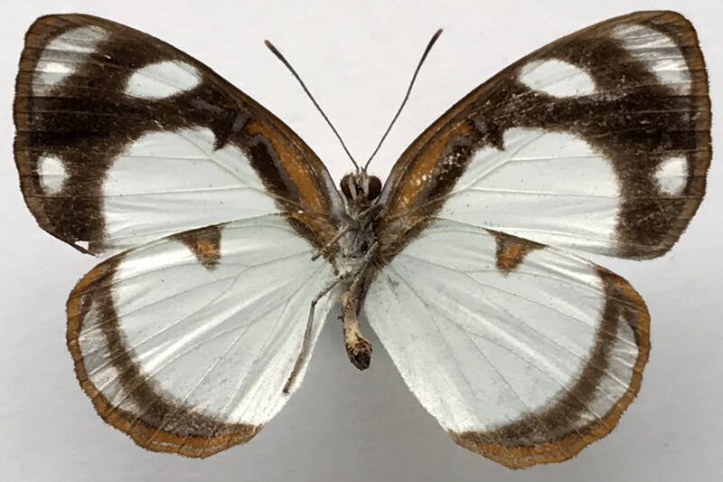 dynamine_athemon_ssp_m_eq_v-standard.jpg