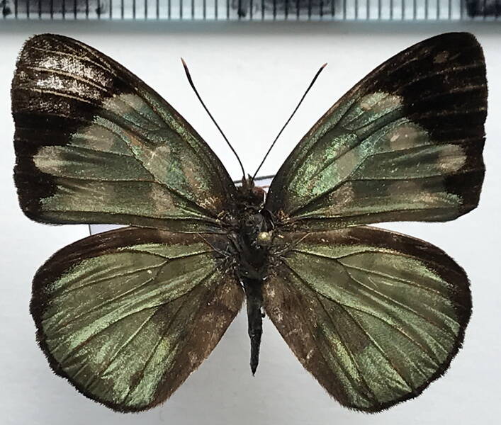 dynamine_chryseis_m_eq-standard.jpg