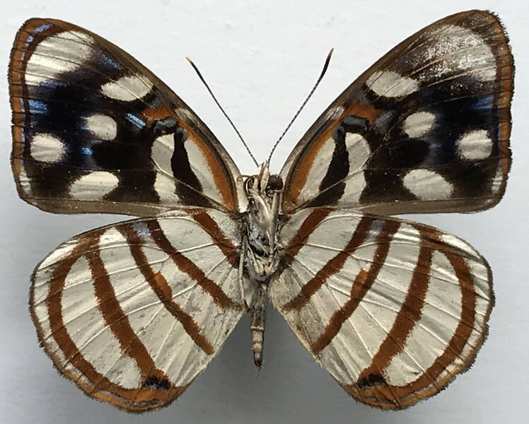 dynamine_chryseis_m_eq_v-standard.jpg