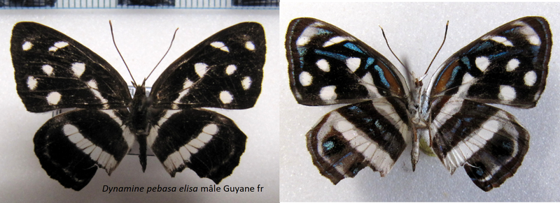 dynamine_pebana_elisa_m_gf-standard.png