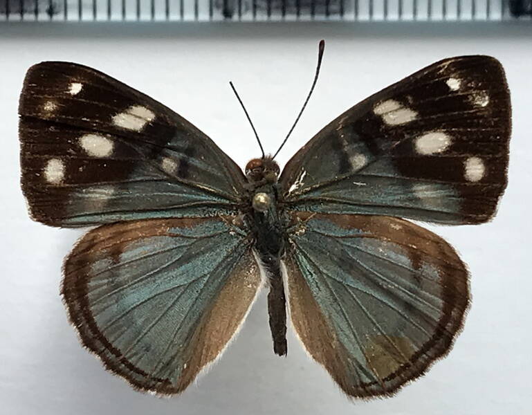 dynamine_radicula_radicula_m_bol-standard.jpg