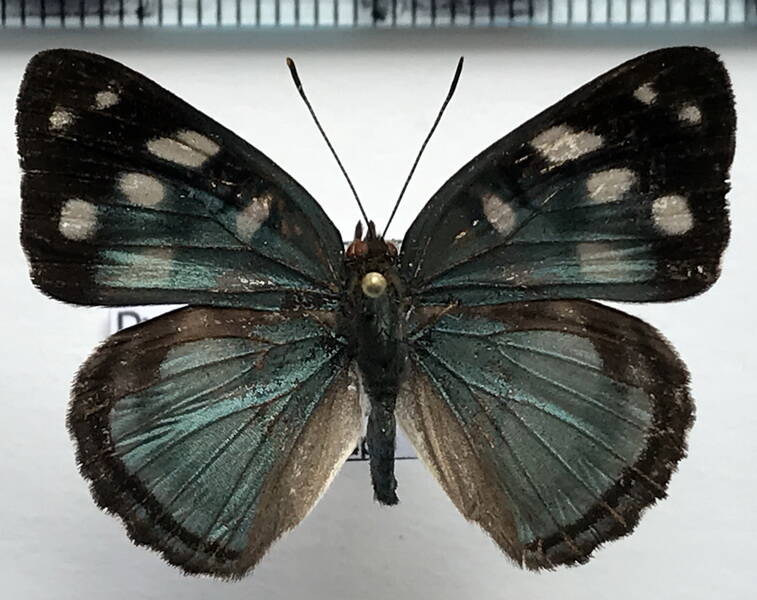 dynamine_radicula_radicula_m_eq-standard.jpg
