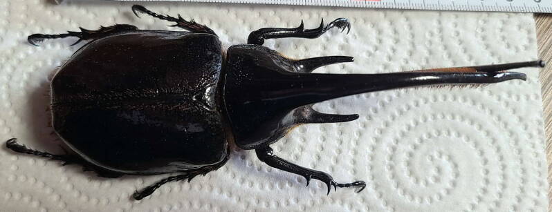 dynastes-neptunus_m_Equateur